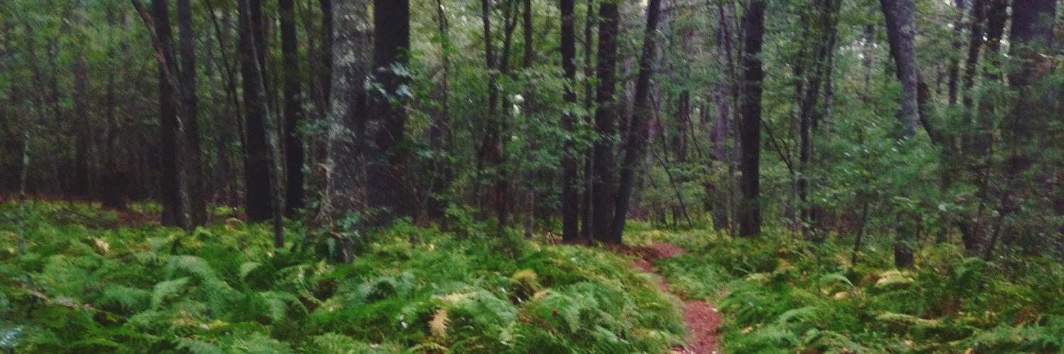 swamp thing🏴‍☠️ banner