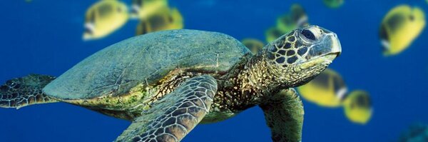 BShajan Profile Banner