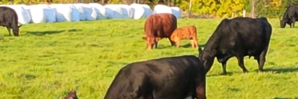 KMaloneyAg's profile banner image