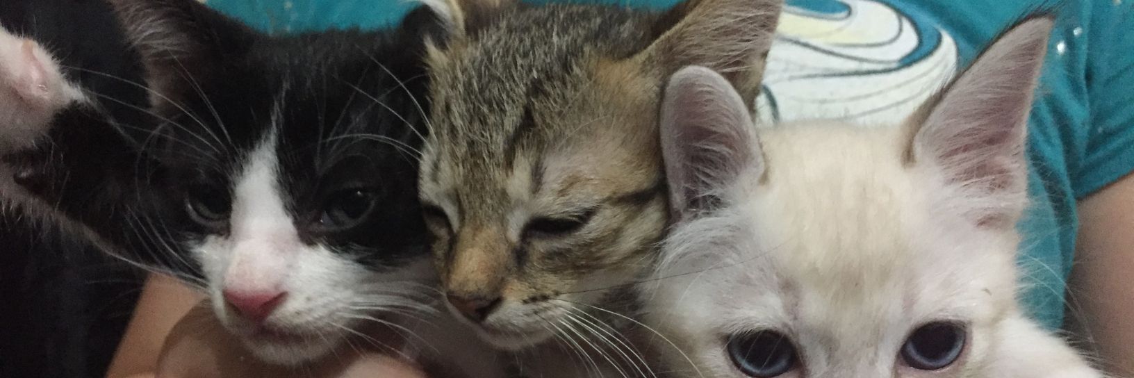 naurflo's profile banner image