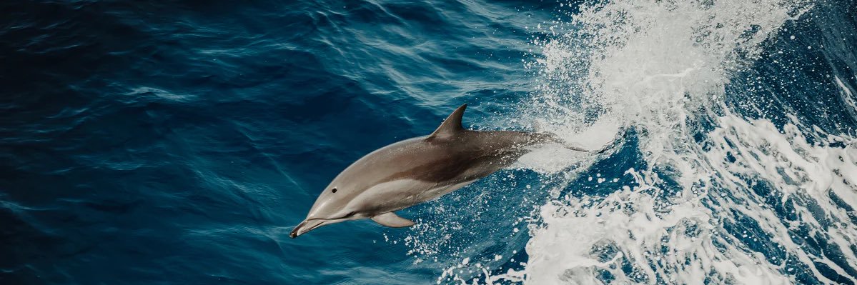 World Animal Protection US's banner