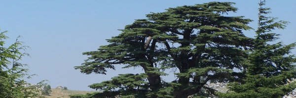Fadi_elie's profile banner image