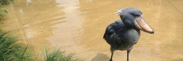 Yuuko Morimoto banner