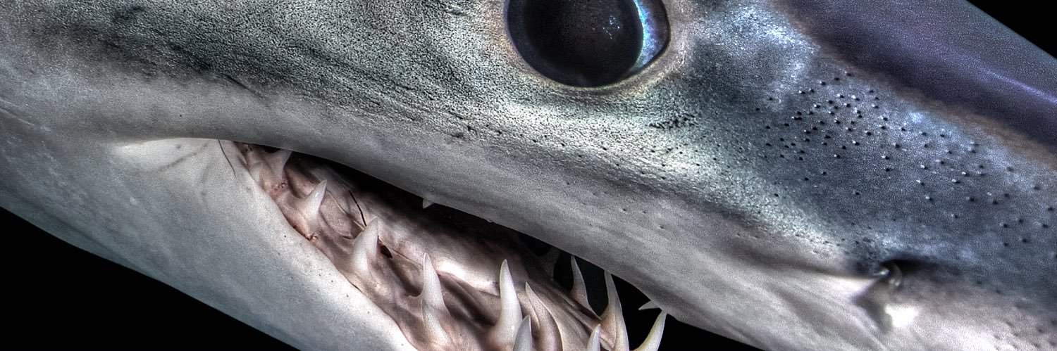 JoeRomeiro333 banner