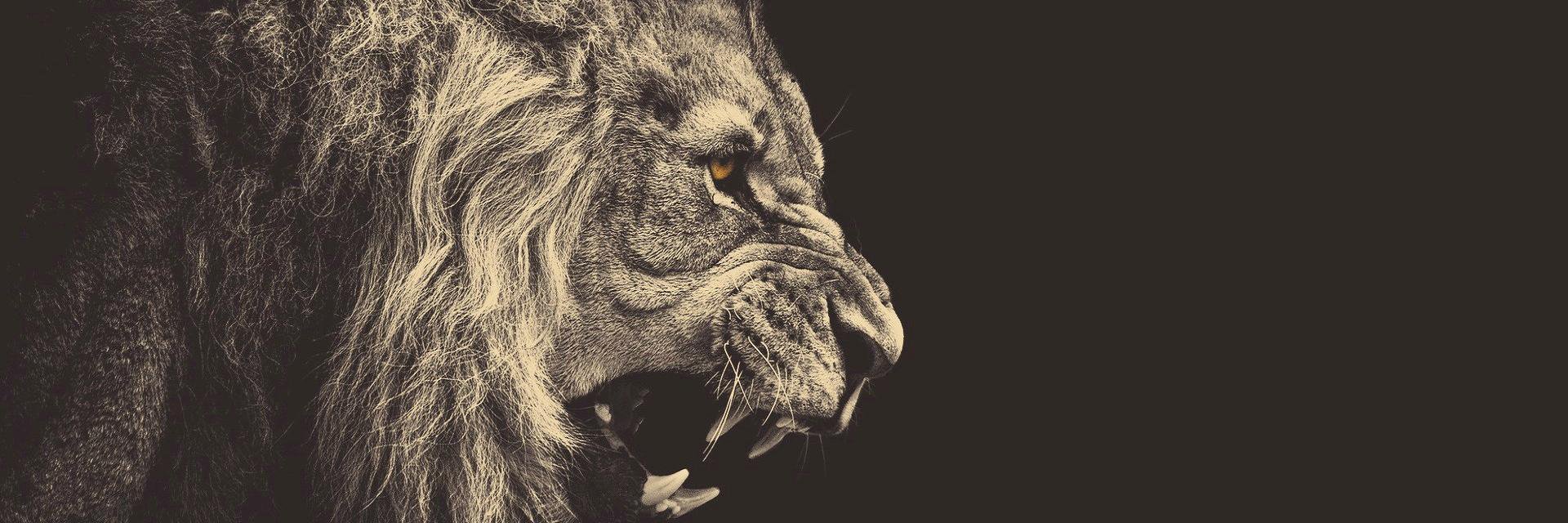WildClaws_RP's profile banner image