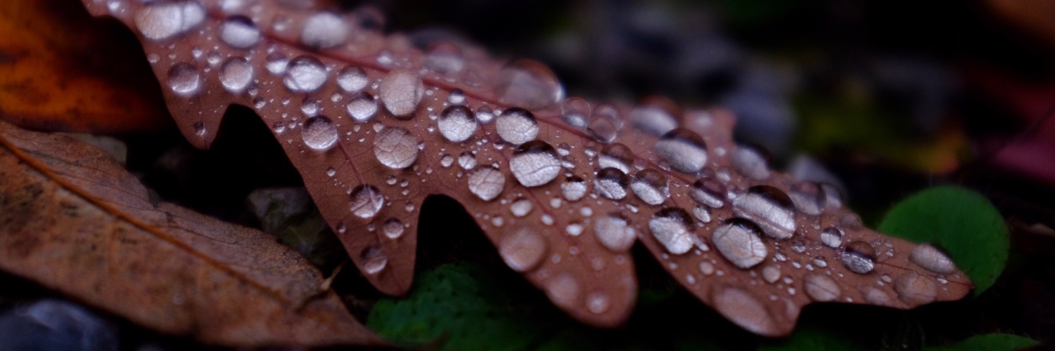 HelenSpitzer's profile banner image