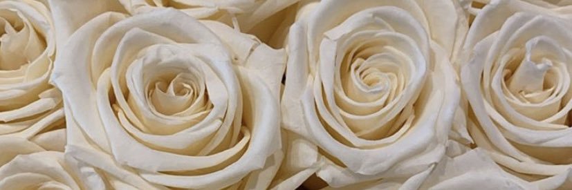 amyappletonx's profile banner image