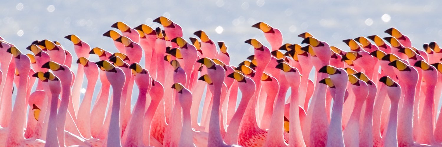 Thinkamingo's profile banner image