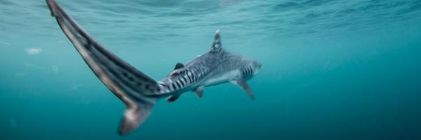 MisionTiburon Profile Banner