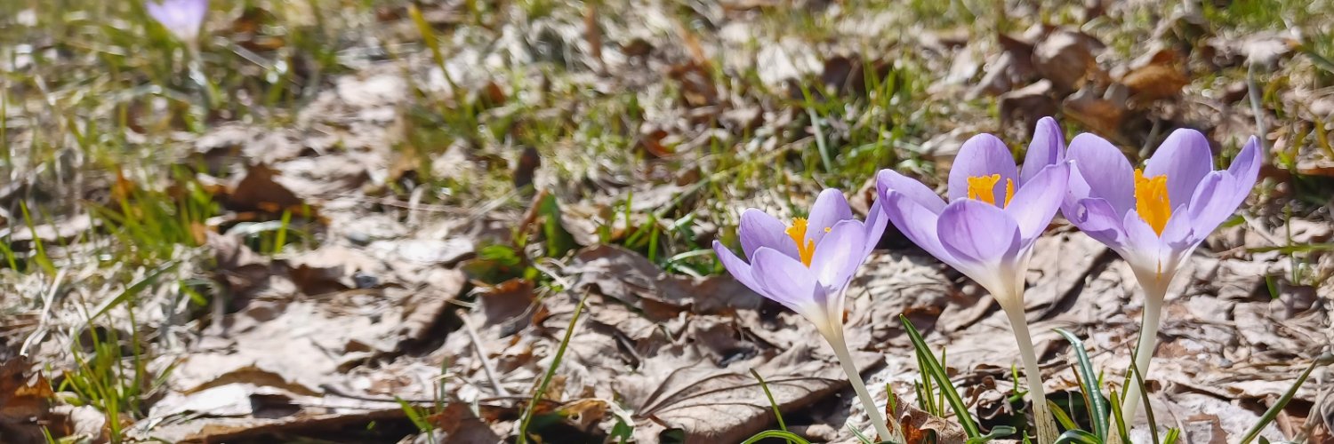DaisytyW's profile banner image