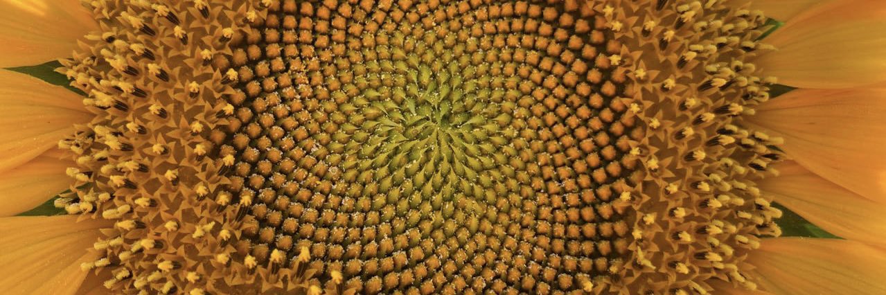 Justo MacLoughlin banner