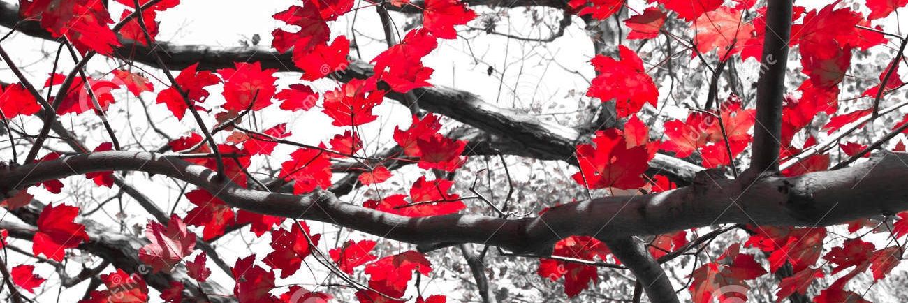 🔻Rio Slade 🔻 banner