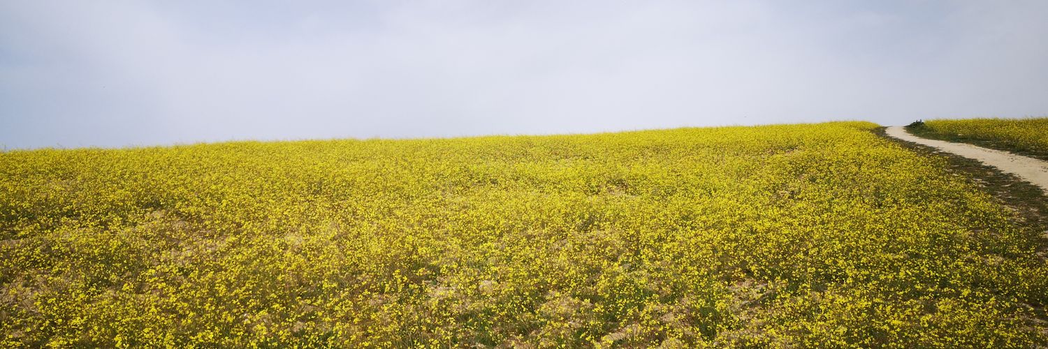 María Trapero banner