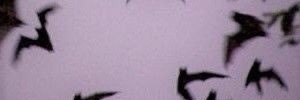 _forameus's profile banner image