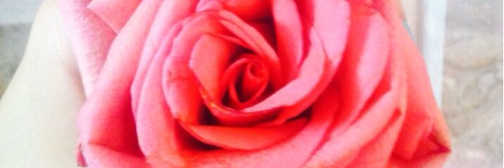 susu444483's profile banner image
