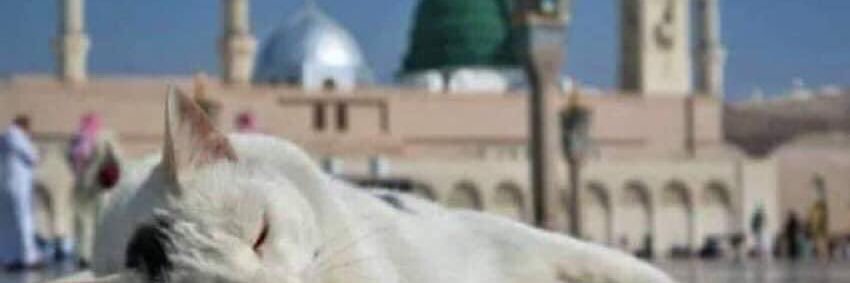 ShykhBaye's profile banner image
