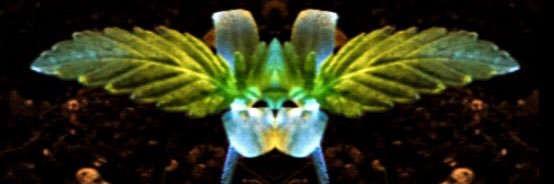 Asocial Society banner