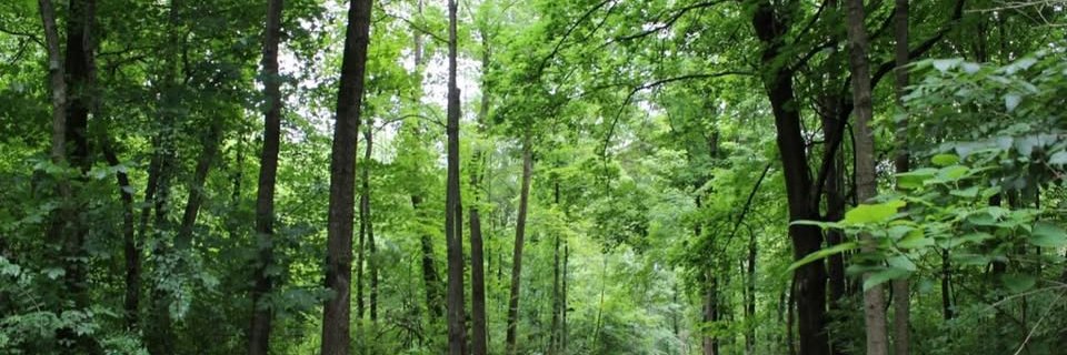 maydaohio's profile banner image