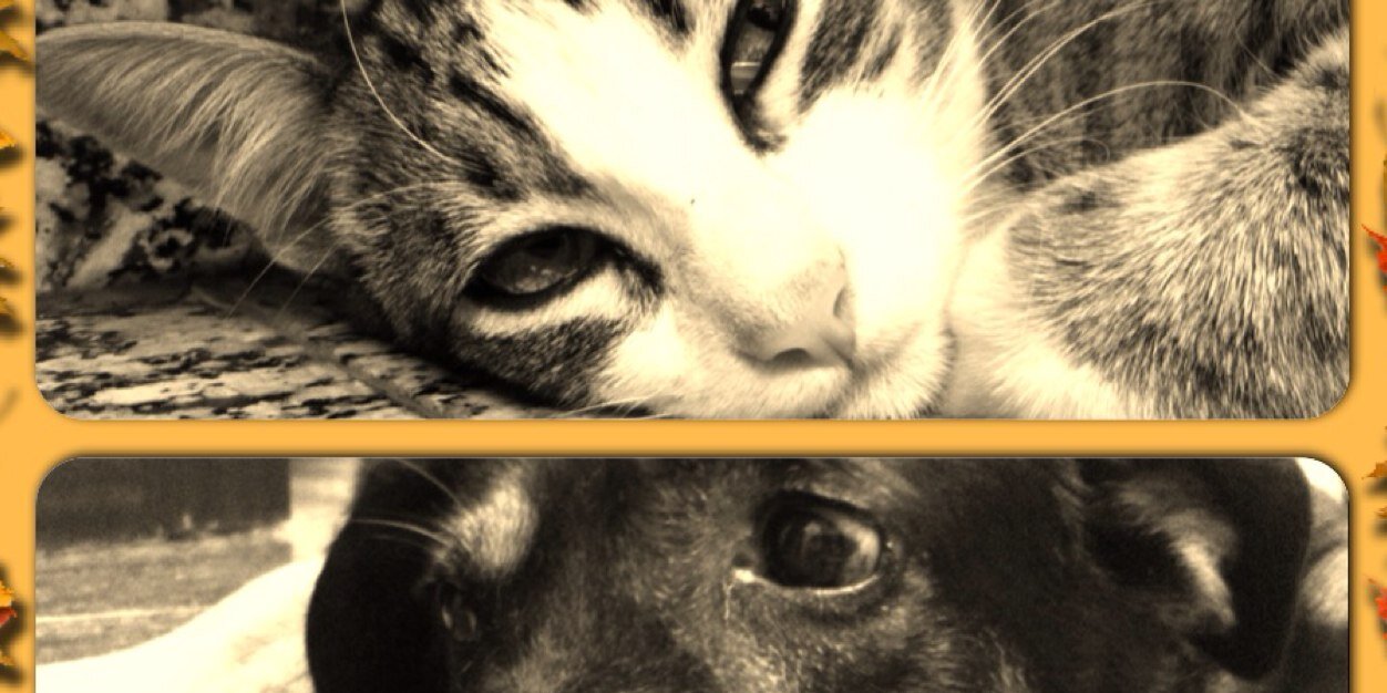 Stefanykosky's profile banner image