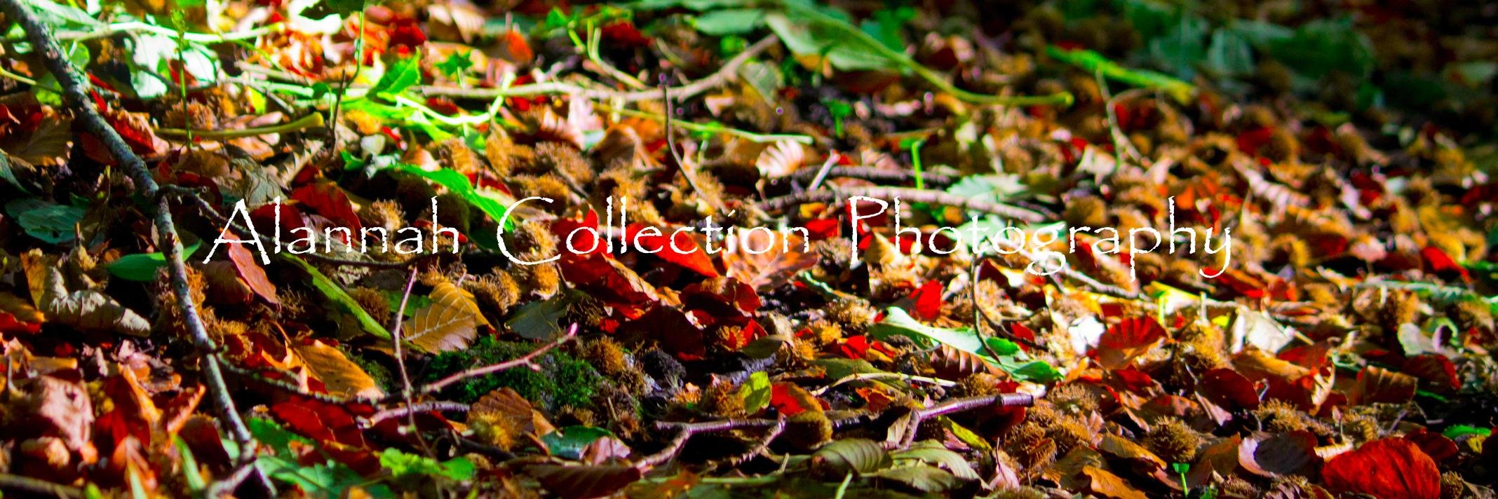 Alannah Collection banner