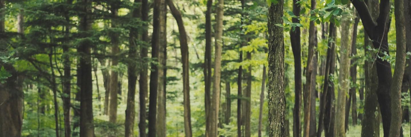 mossymouth's profile banner image