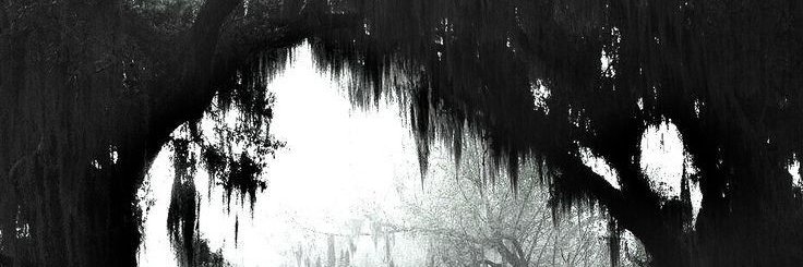 Meli ₊ ⊹ banner