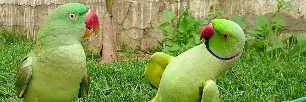 Lalu_Subandy's profile banner image