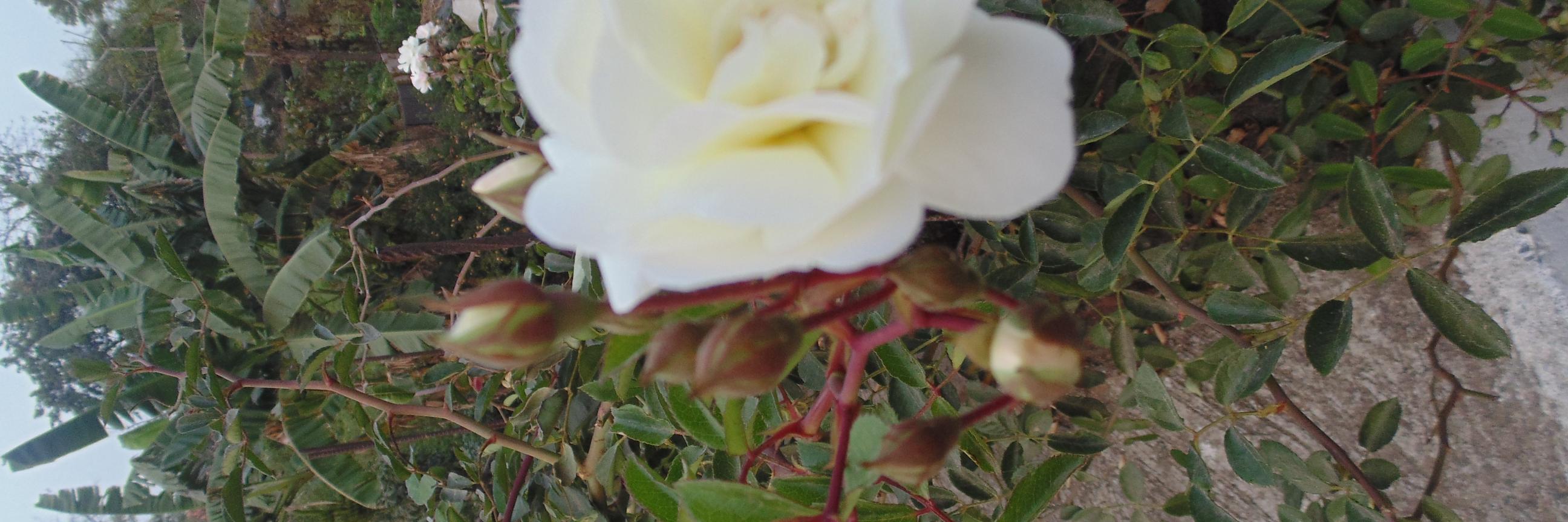 dhanka's profile banner image