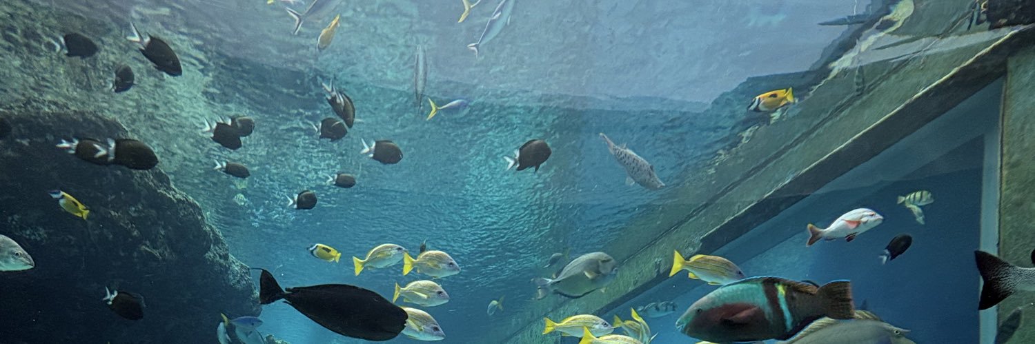 ねお👼🐟 banner