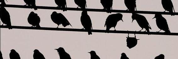 Don Ale 🌳🇨🇱  banner