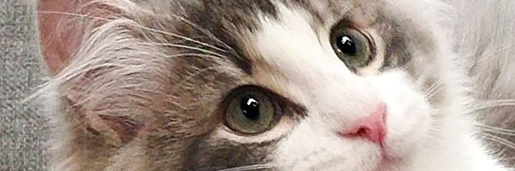 kikimeplus's profile banner image