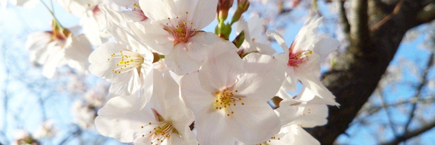 hirokidesuganan's profile banner image