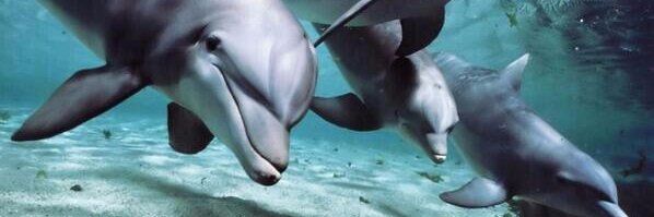 dolphinthewitty's profile banner image