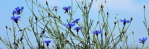 EvalinaBlue's profile banner image