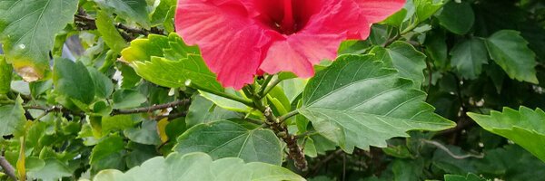 ooyyooyyoo Profile Banner
