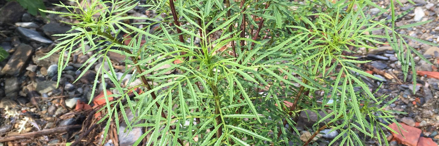 ابو ريان banner