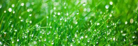 rainforest178's profile banner image