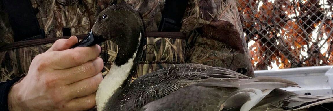 LyonsSafariTour's profile banner image