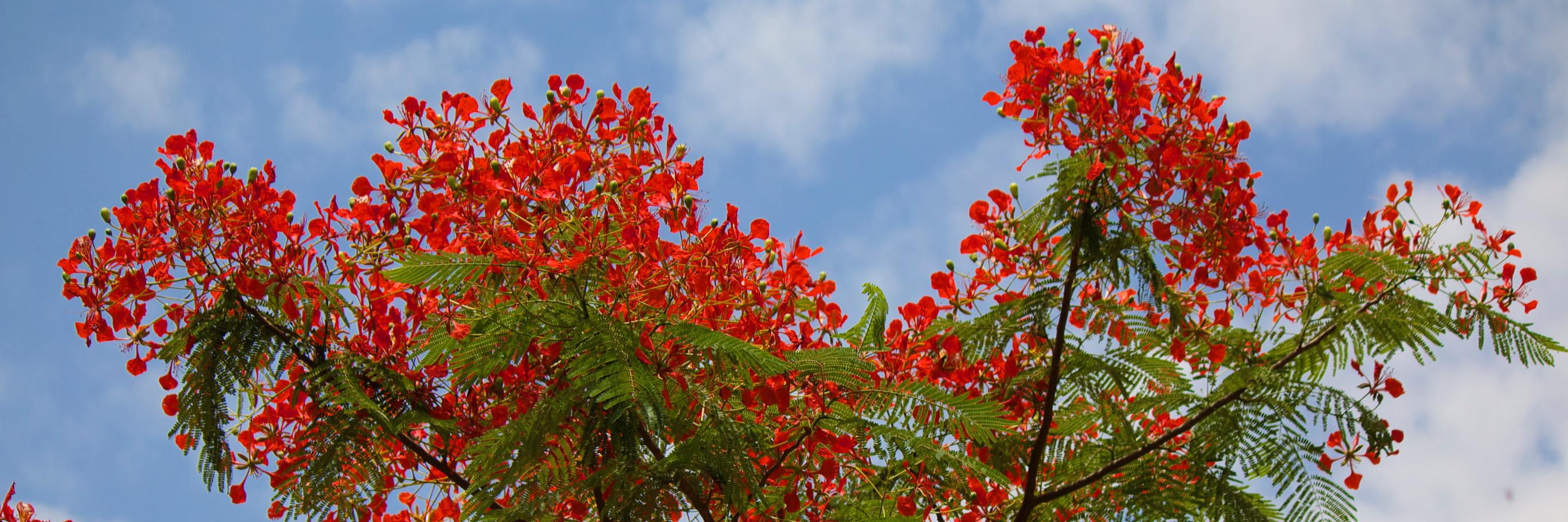 ceriputman's profile banner image