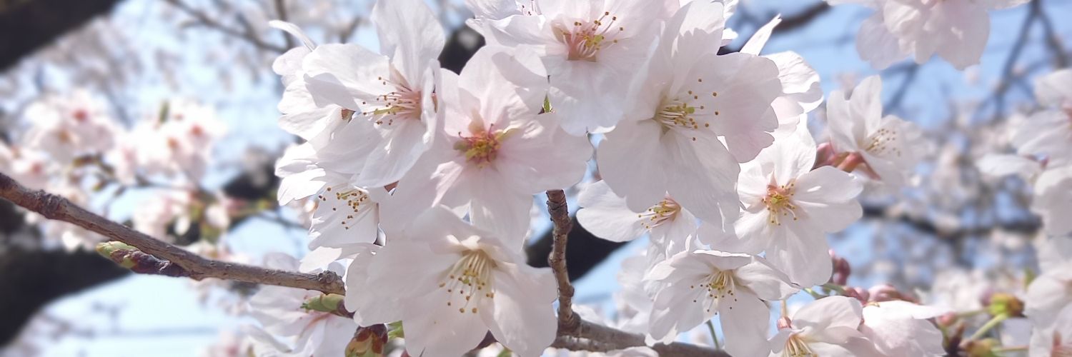 まきのよしき banner