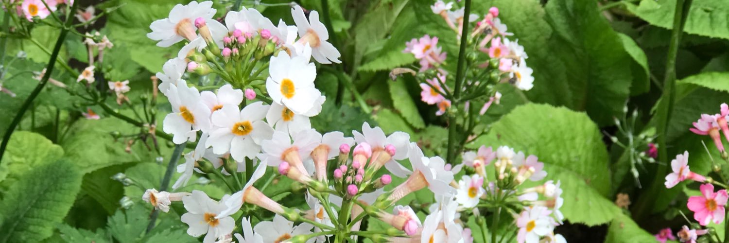 SalElizabeth0's profile banner image