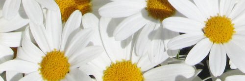 sparksonsummer's profile banner image