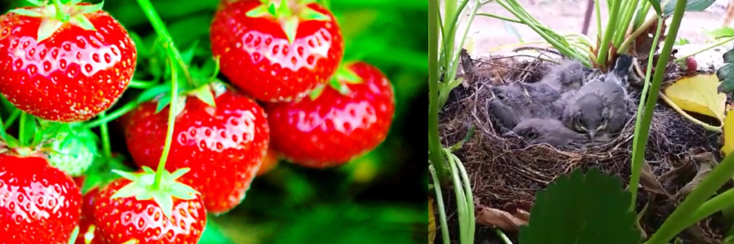 Canalside Farm banner