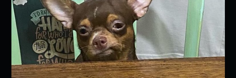 luaralops's profile banner image