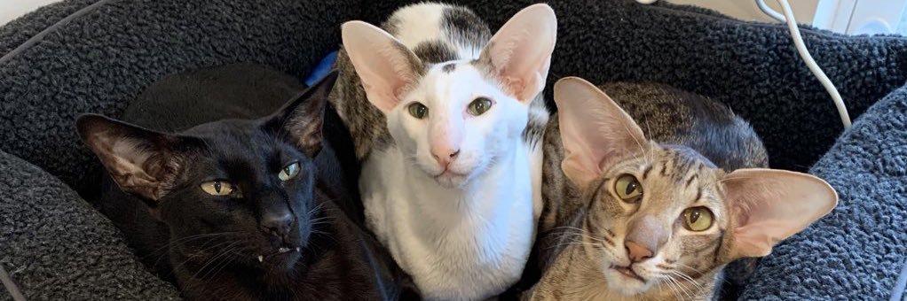 Hobbikats's profile banner image