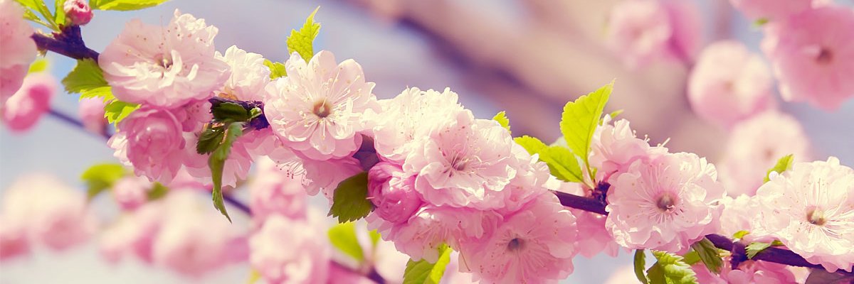 geekchicalex's profile banner image