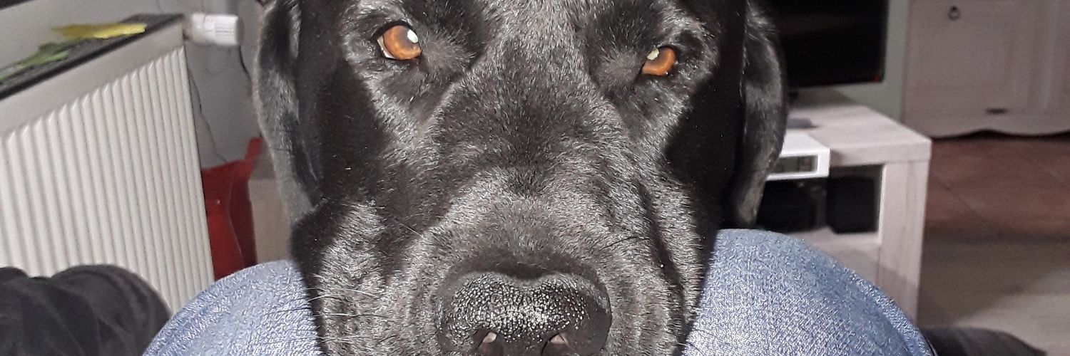 shayasar's profile banner image