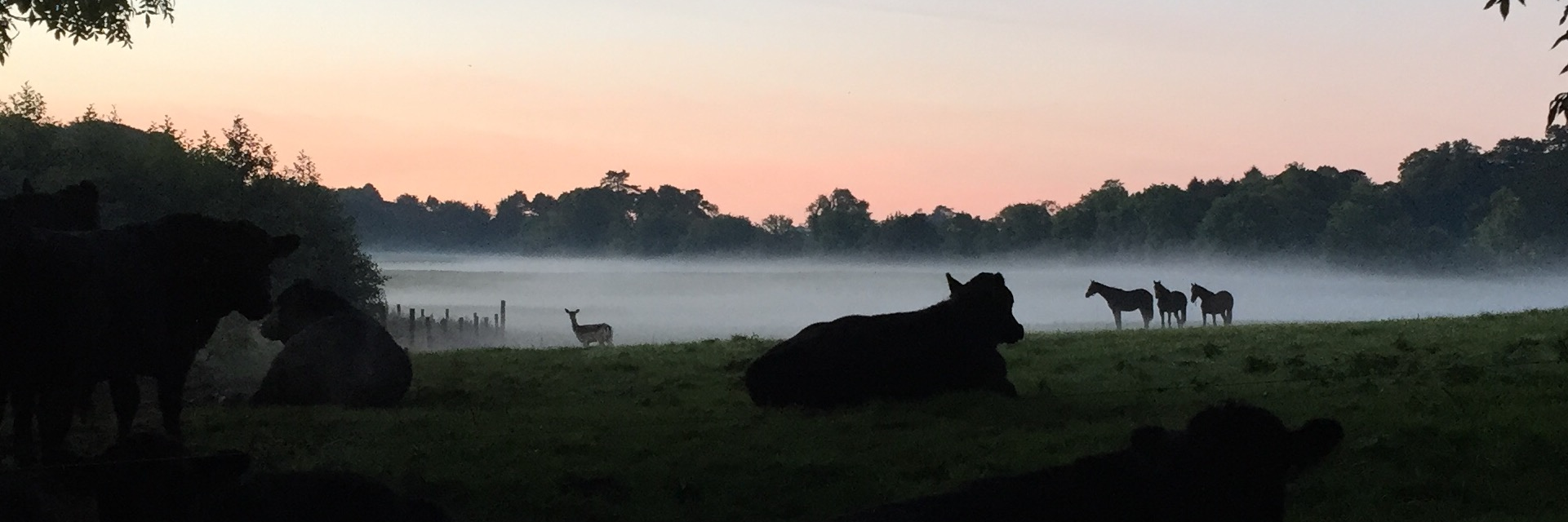 FowlerStud's profile banner image