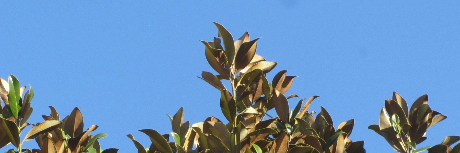 acquafabyo's profile banner image