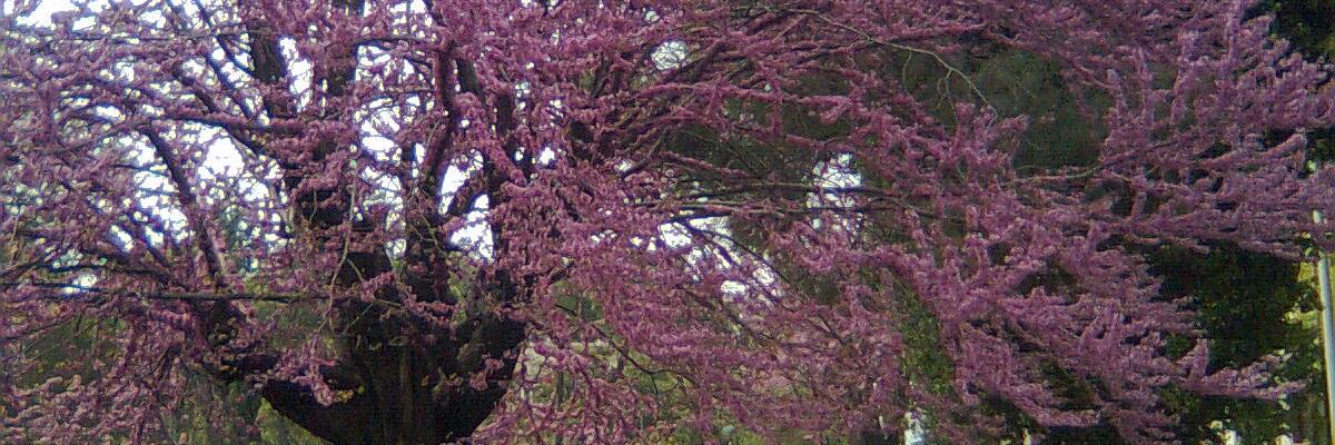 ispahalarin48's profile banner image